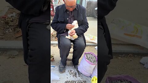 Grandpa Rabbit peels melon seeds for the rabbit. Cute pet debut plan. Rabbit. Rural cute pet.