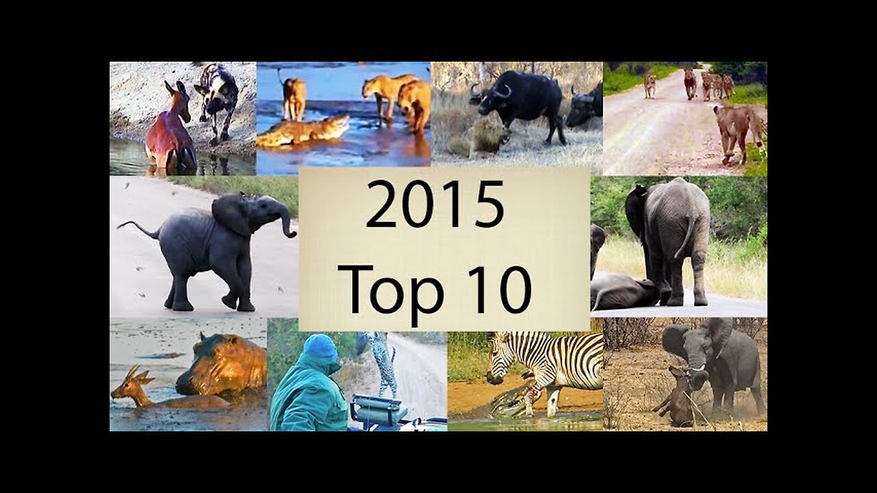 2015's Top 10 Wildlife Videos - Compilation