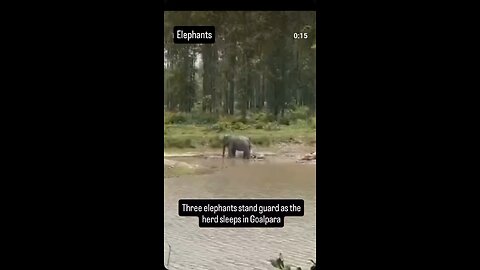 Elephants