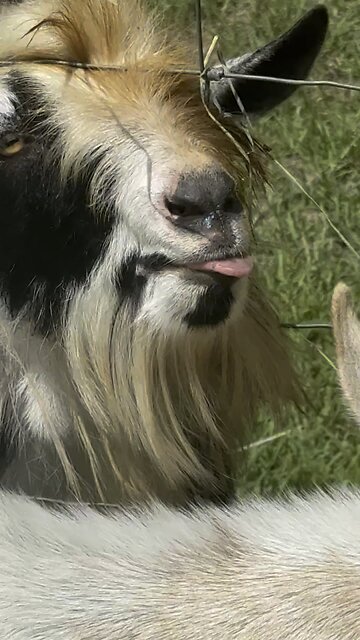 Maniac goat won’t let us string hot wire