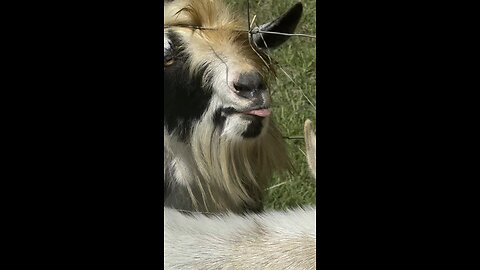 Maniac goat won’t let us string hot wire
