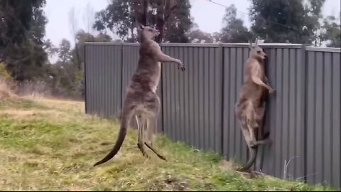 Cangaroo KO