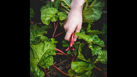 CONSTANT GARDENER