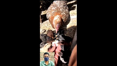 Murgi ka anda #viral #Amazing