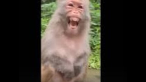 Animals doing crazy things