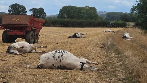 Breaking Dr Renee investigation dying cow is dairy industry lying Bovaer mandate in Europe