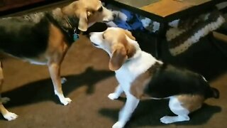 My Dogs
