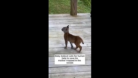 Baby Bobcat Seeks Human Help