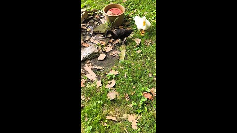 Dumplings eating grass out in yard
