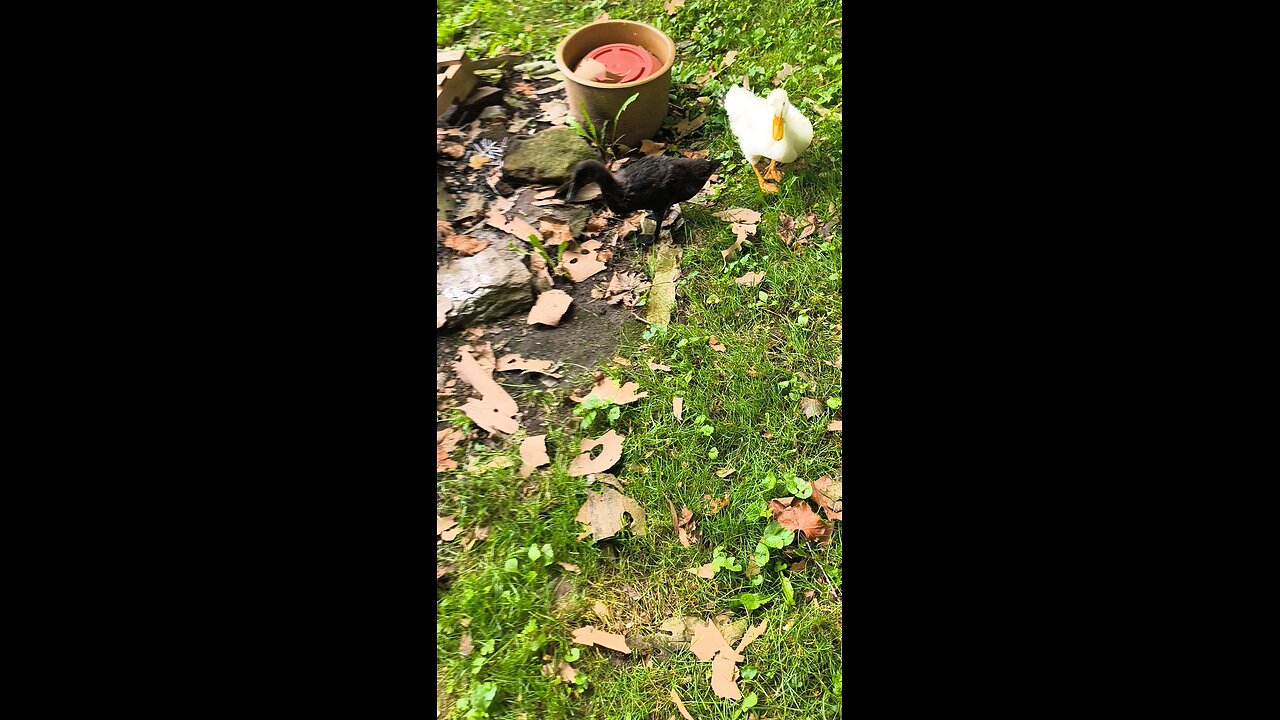 Dumplings eating grass out in yard