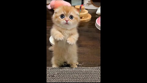 "Tag the cutest girl in the world, come and see meow meow"