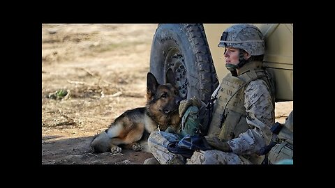 Megan Leavey (2017) Review – Duty, Sacrifice, and the Power of Connection
