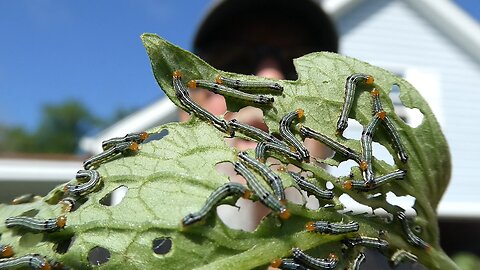 A look at my day Part #3 Bad Caterpillar
