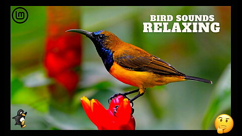 Piano Music for Stress Relief (Sounds of Birds and Rain)