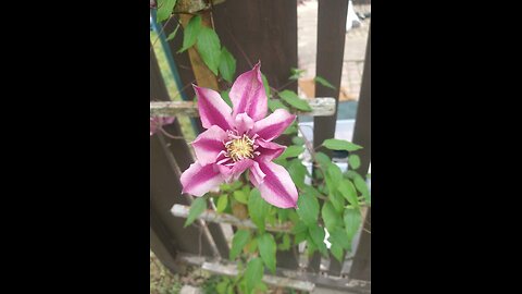 "Just a Closer Walk with Thee," Cover- Original sung by Selah Jubilee Singers