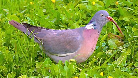 Common Wood Pigeon vs Earthworm. Spoiler: Earthworm Wins