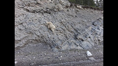 MOUNTAIN GOATS QUARRY LAKE CANMORE