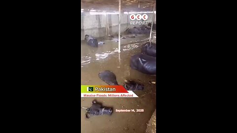 #Pakistan #Floods #ClimateCrisis #Punjab #Sindh #evacuation #DisasterRespon #anomaly #climatechange