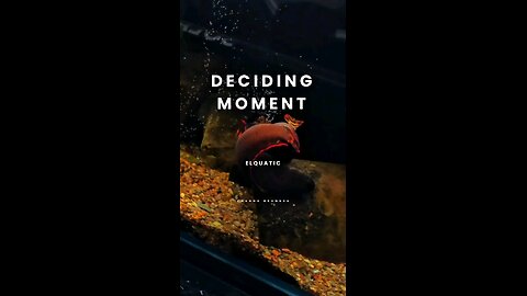 Breeding attempt — Channa brunnea.