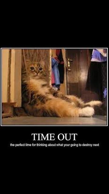 😼 "Evil Cat Plans EXPOSED! | What Your Cat Is REALLY Thinking…"