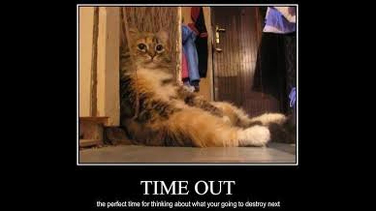 😼 "Evil Cat Plans EXPOSED! | What Your Cat Is REALLY Thinking…"