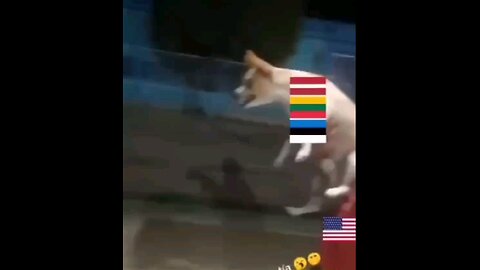 Typical behavior of the pro-balts at the sight of Russians🤣