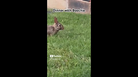 Dinner with Boochie the Bunny