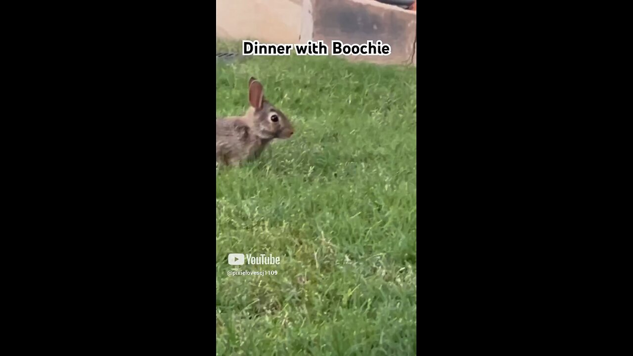 Dinner with Boochie the Bunny
