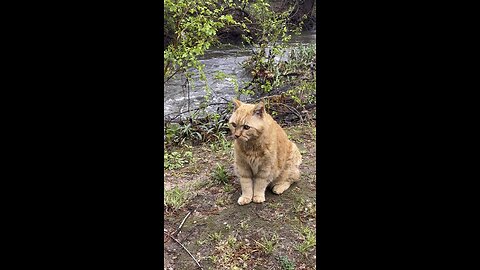 Cat in nature.