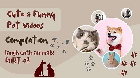 Cute & Funny Pet Videos 🐾 Part 3 🐶 🐱