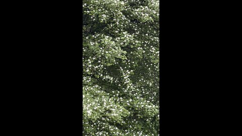 Birds singing