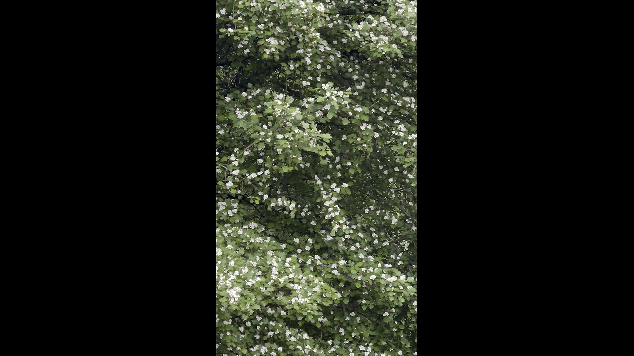 Birds singing