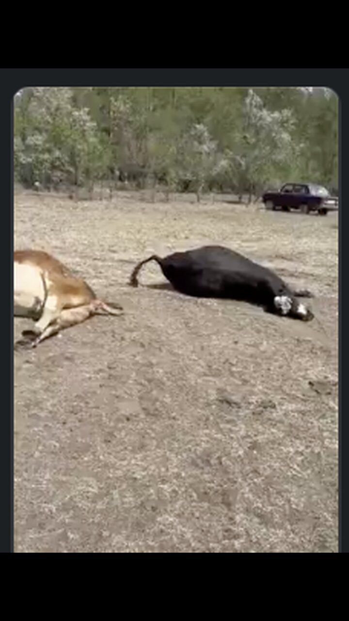 All of these cows🐄 are up to date on their safe and effective vaccines.💉