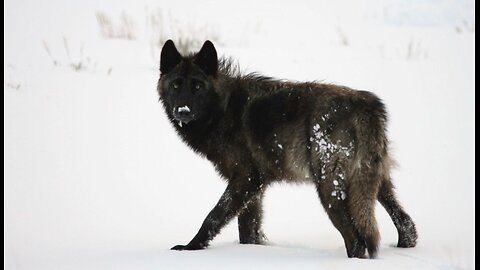 Malcolm's Memories The True Story of an Unusual Wolf, a Pioneer in the Wild