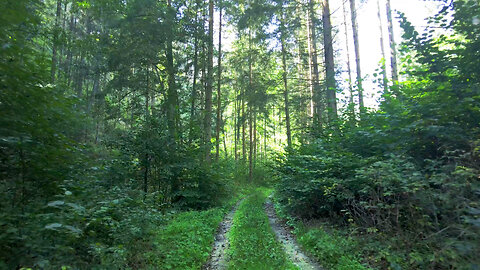Forest Stream - Relaxing River Sounds - No Birds - Nature Video - Relax Sleep Study