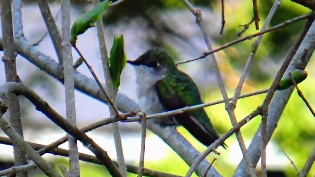 Hummingbird