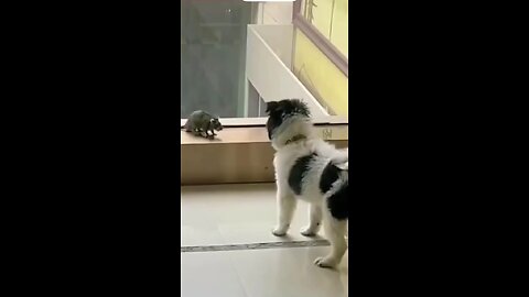 When I bark, you jump up,if not.. I'll kill you🐕😖🐀