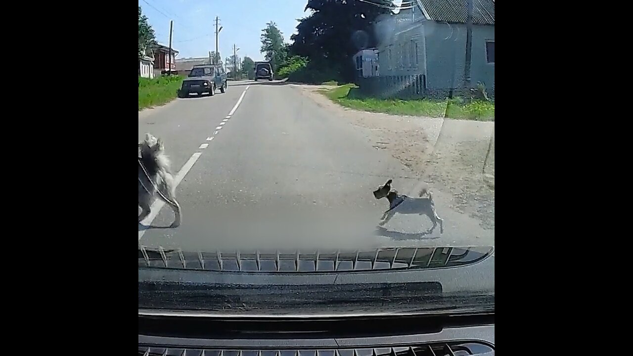 Perros sueltos casi provocan un accidente fatal