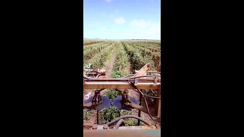 tomato 🍅 pruning