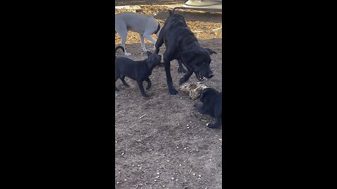 Vicious MamaDog