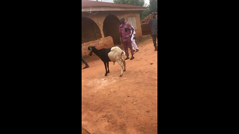 2025 Sallah Prep: Full Ram Slaughtering Process (PART 1)
