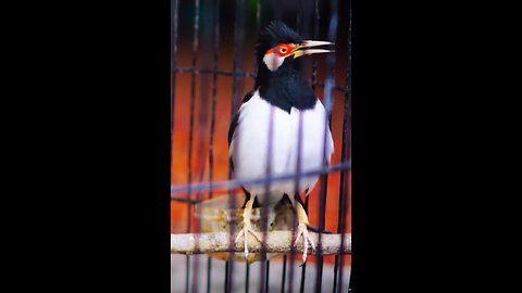 The Javan Starling