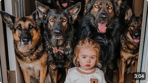 Huge German Shepherds Protect Baby as If It's Their Puppy