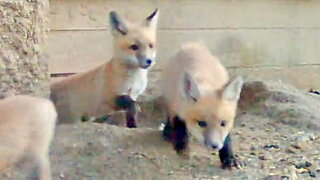 Ten Fox Cubs Race Out of the Den