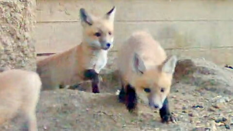 Ten Fox Cubs Race Out of the Den