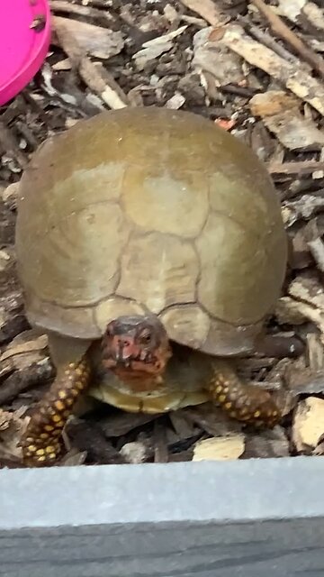 Meet the Box Turtle