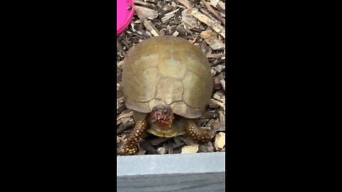 Meet the Box Turtle