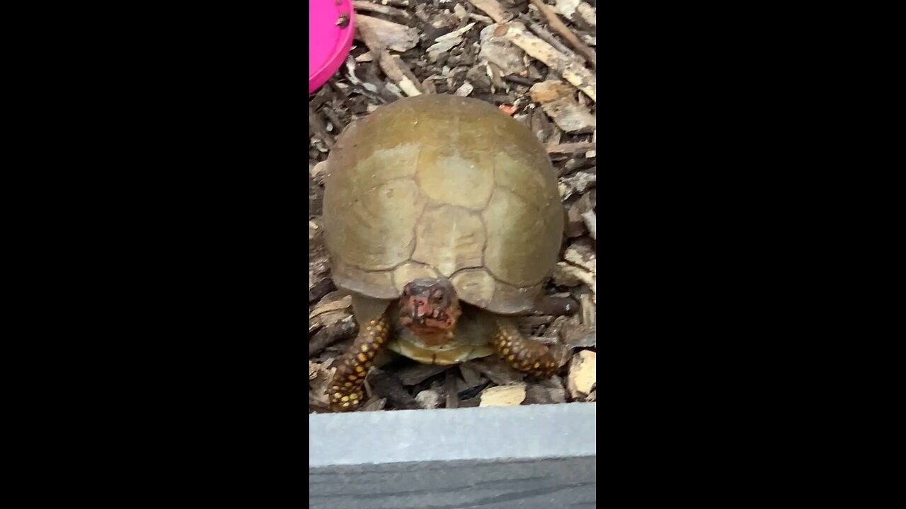 Meet the Box Turtle