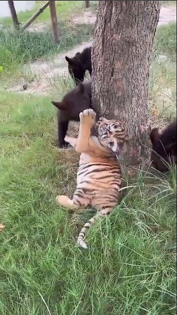 Animal kindergarten!