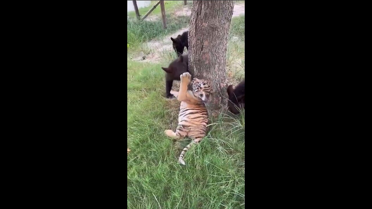 Animal kindergarten!